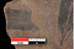 Foto (Detailansicht) von Quercus cf. palaeoilex Ettingshausen (NHMW-GEO-2024-0188-0746a)